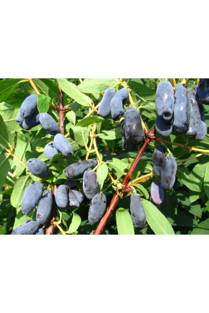 Жимолость Блакитне Веретено темно-сині плоди з сизим нальотом