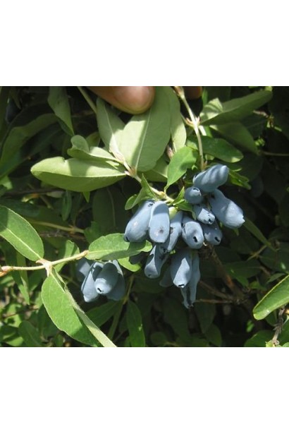 Жимолость їстівна Блакитне Веретено