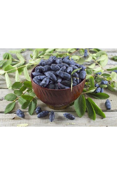 Жимолость їстівна Gоluboe Vereteno