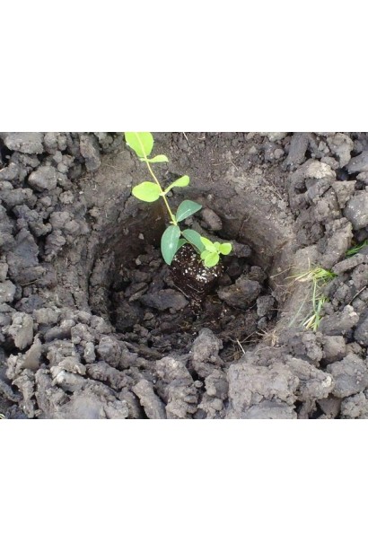 Жимолость їстівна Блакитне Веретено посадка саджанця в землю