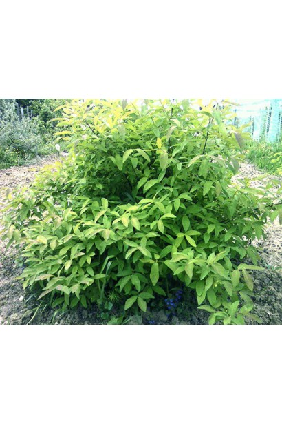 Жимолость їстівна Блакитне Веретено кущ