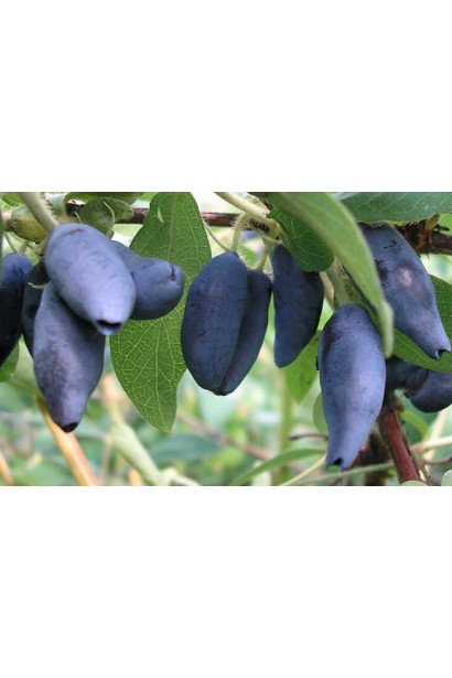 Лоніцера їстівна Блакитне Веретено