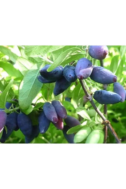 Lonicera edulis Gоluboe Vereteno