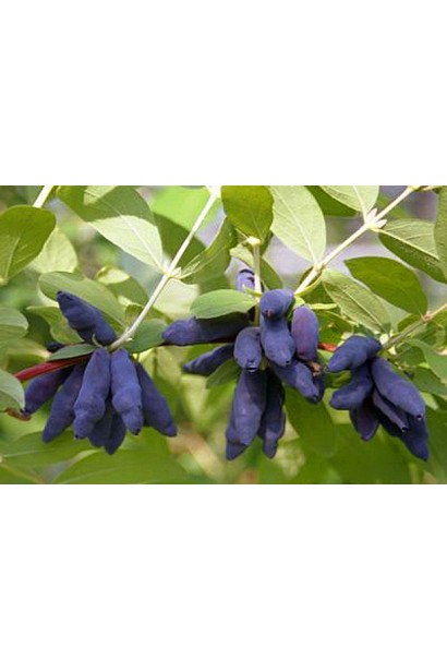 Бружмель їстівний Блакитне Веретено