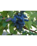 Жимолость съедобная Голубое Веретено | Lonicera edible Gоluboe Vereteno | Жимолость їстівна Блакитне Веретено