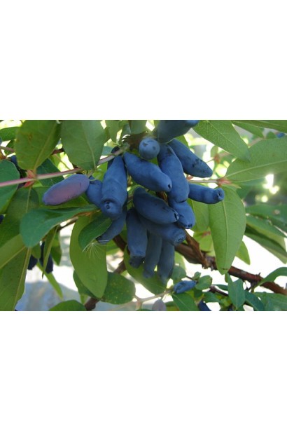 Ранностиглий сорт жимолості Блакитне Веретено