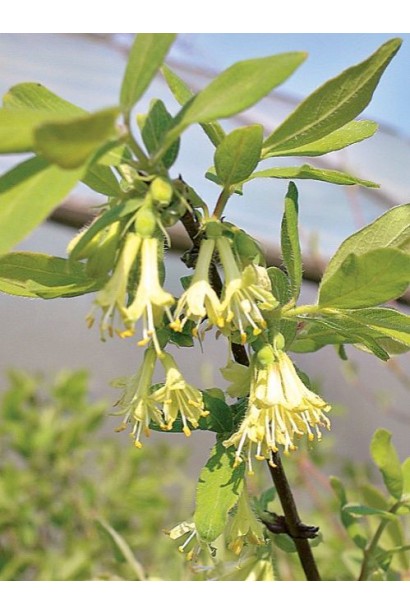 Жимолость Блакитне Веретено блідо-жовті квіти