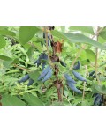 Жимолость їстівна Блакитне Веретено | Lonicera edible Gоluboe Vereteno | Жимолость съедобная Голубое Веретено