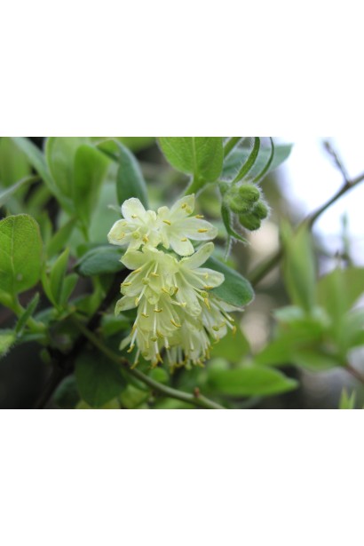 Жимолость їстівна Блакитне Веретено цвітіння