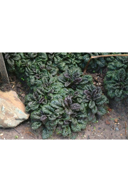 Горлянка Металіка Кріспа трав’янистий багаторічник