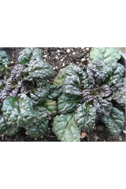 Живучка  Металіка Кріспа рифлене коричнево-пурпурове листя