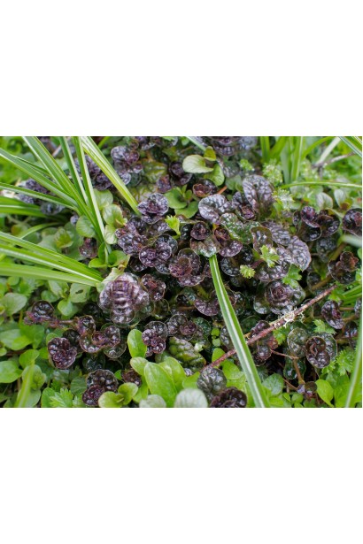 Аюга пірамідальна Металіка Кріспа