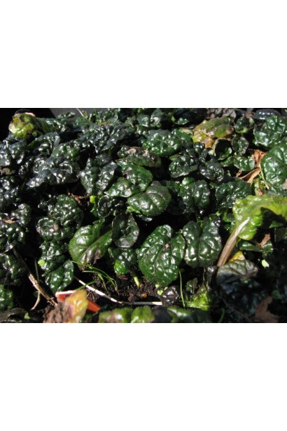  Ajuga pyramidalis Metallica Crispa