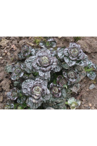 Горлянка / Живучка пірамідальна Металіка Кріспа