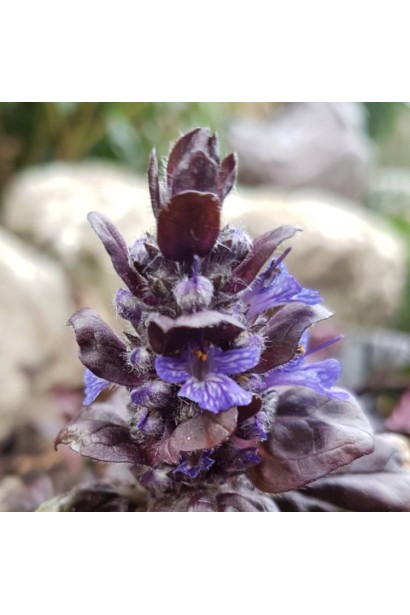 Горлянка пірамідальна Металіка Кріспа колосовидні суцвіття фіолетового кольору