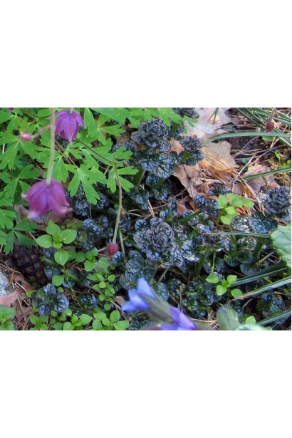 Горлянка пірамідальна Metallica Crispa