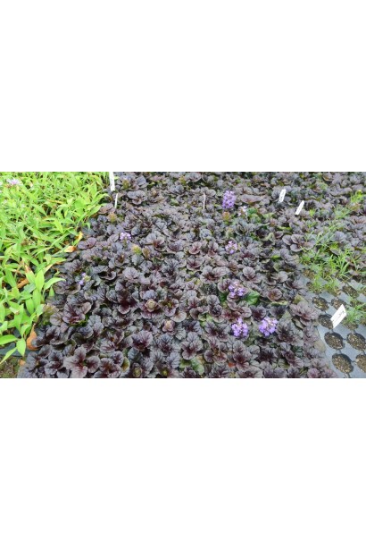 Саджанці горлянки Металіка Кріспа