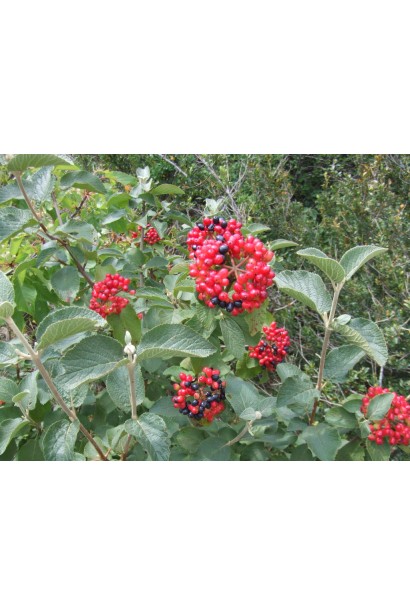 Декоративна калина