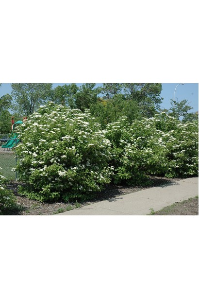 Щільні густо розгалуджені кущі калини цілолистої