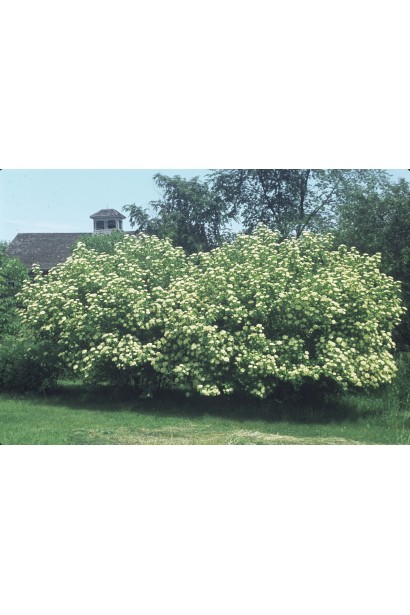 Гордовина / Калина цілолиста