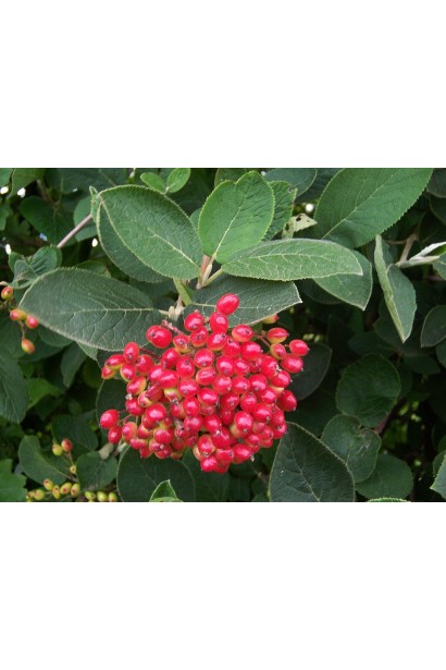 Червоні недостиглі плоди калини цілолистої