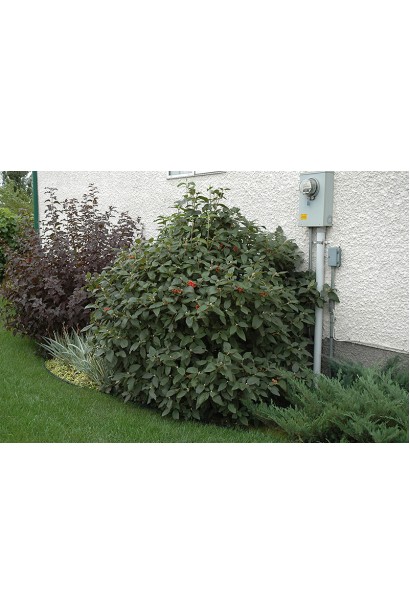 Гордовина в ландшафті