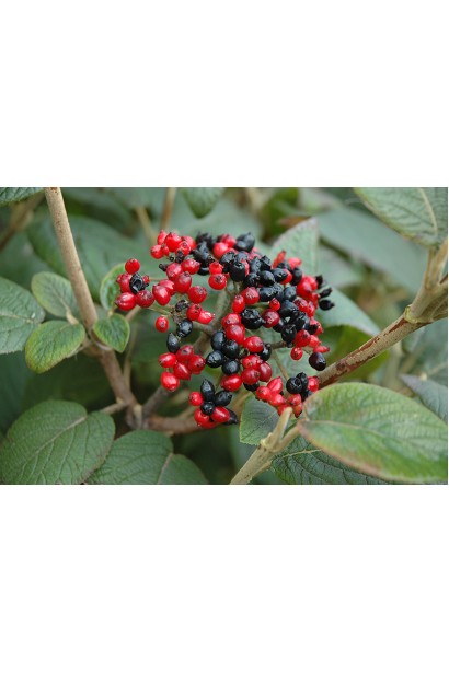 Viburnum lantana