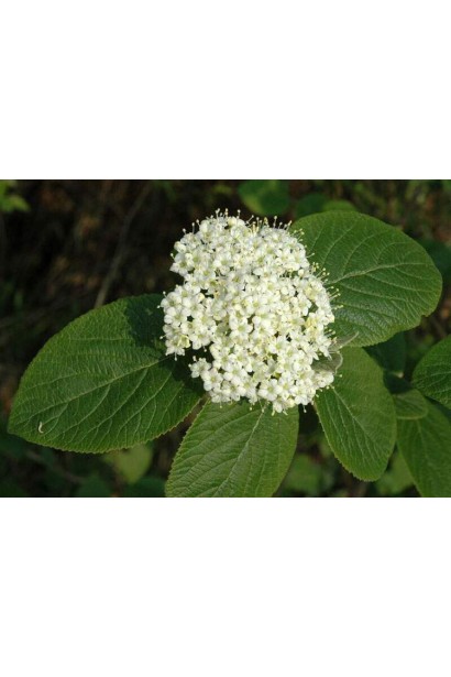 Гордовина напівкруглі суцвіття білого кольору