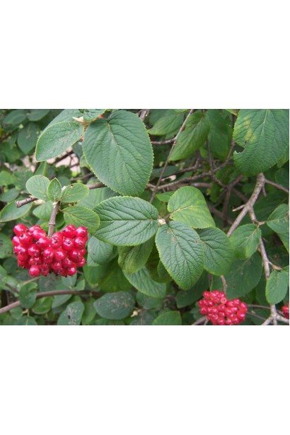 Кетяги калини гордовина