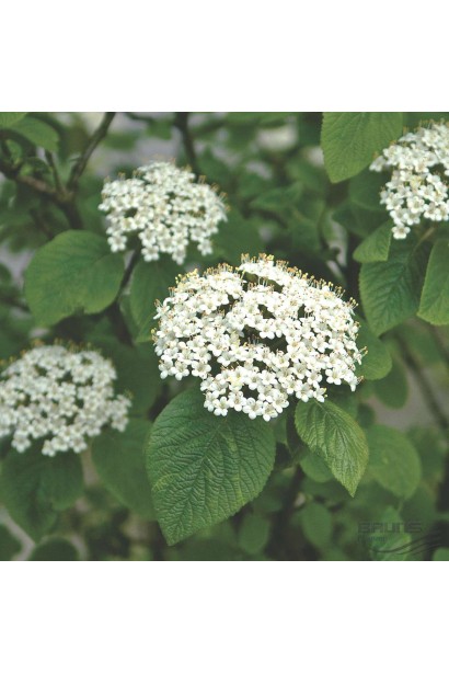 Калина цільнолиста цвітіння