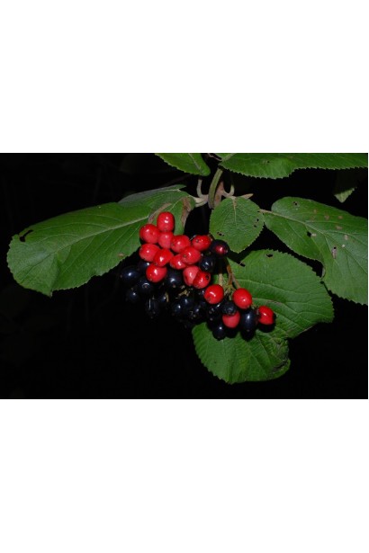 Гордовина достигання плодів