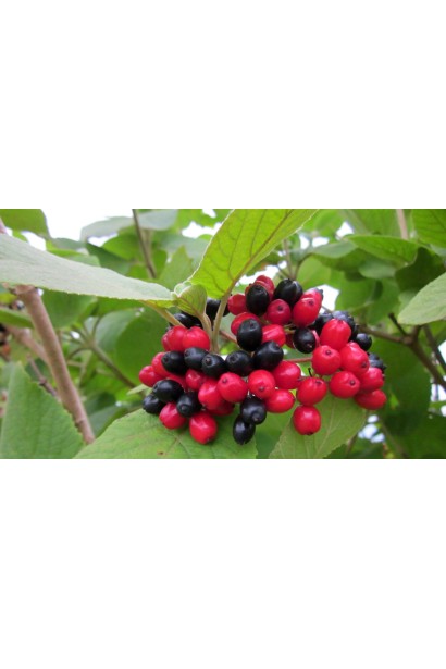 Чорна калина