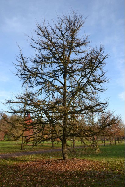 В’яз корковий дерево
