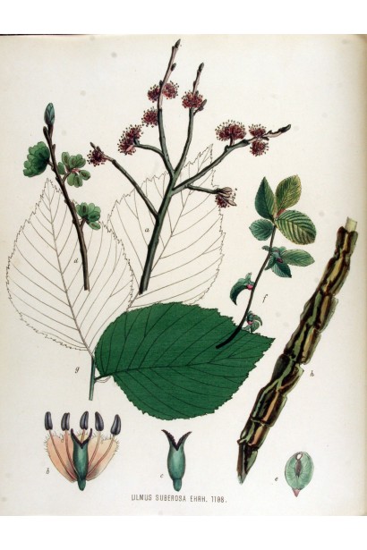 В’яз корковий біологічна структура дерева