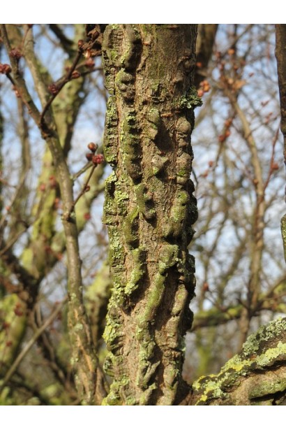 В’яз корковий кора з наростами