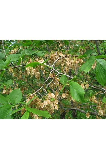 Вяз пробковый