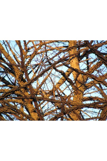 В’яз корковий