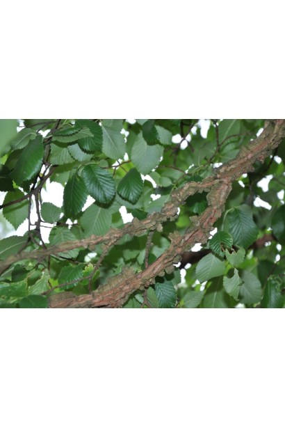 В’яз корковий листя