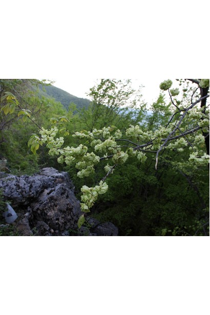 В’яз корковий цвітіння