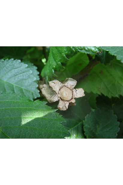 Ільм корковий