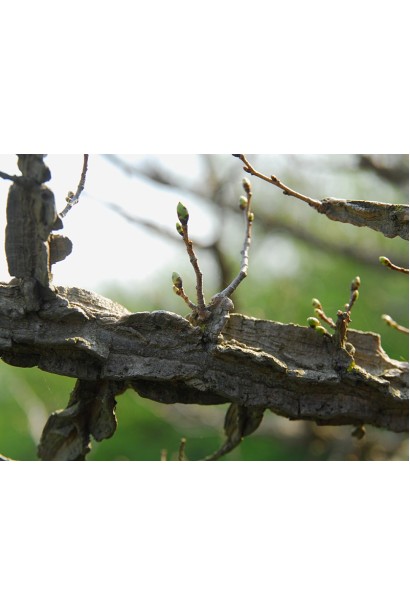 Берест корковий