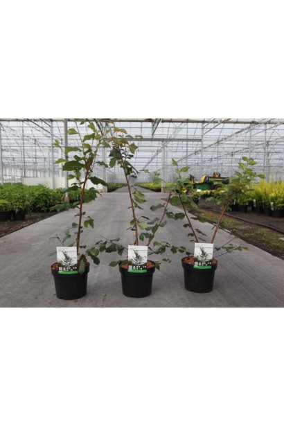 В’яз корковий саджанці в горщику