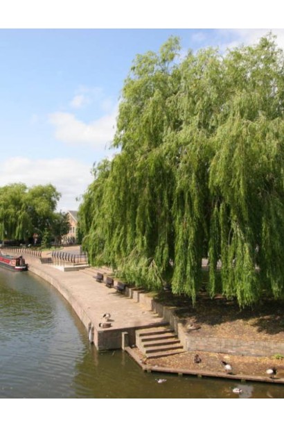 Верба біла біля водойми