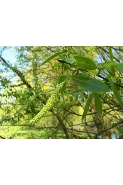 Сережки жовтого кольору верби білої