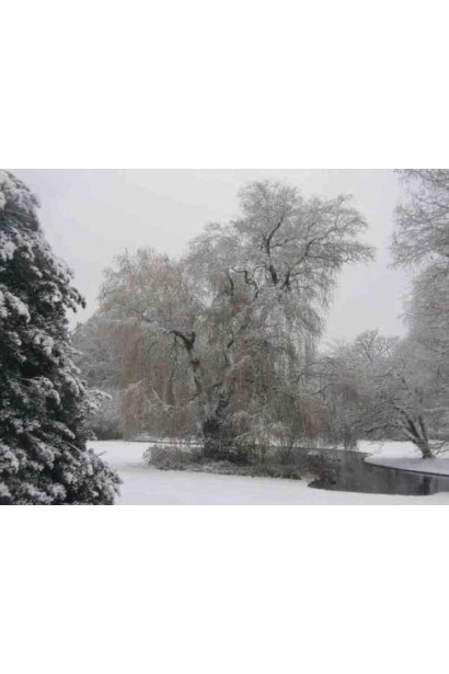 Верба біла взимку під шаром снігу