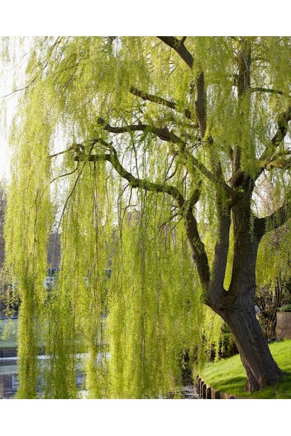 Верба повисла навесні