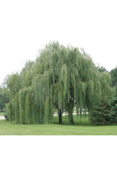 Верба срібляста