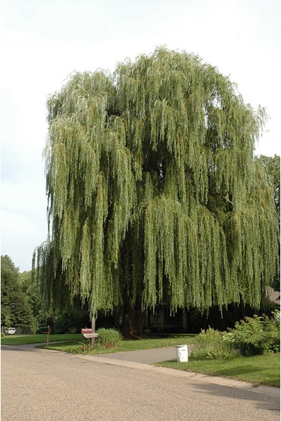 Salix alba