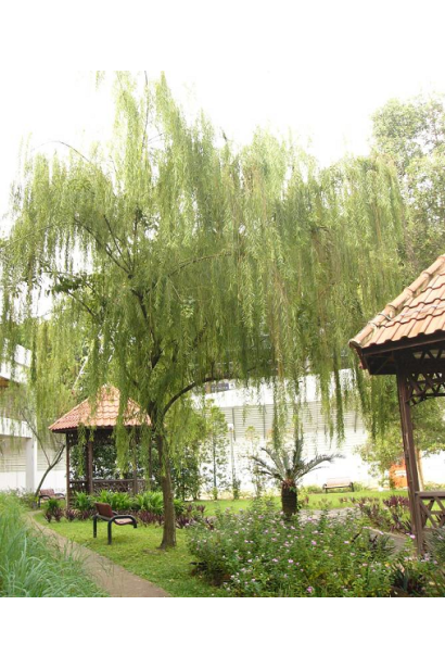 Верба біла в ландшафті