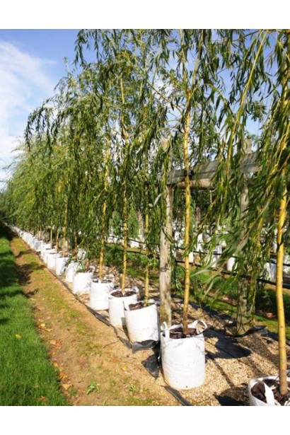 Верба біла саджанці в садовому центрі